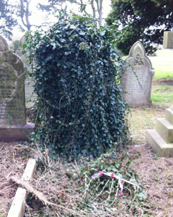 Grave covered in ivy in need of help