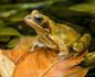 Thumbnail - Common Frogs